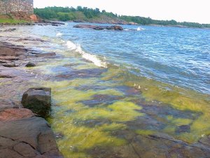 Eutrophication along the Finnish coast of the Gulf of Finland