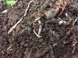 Collected earthworms. Will they like the tundra as much as the boreal forest/mires/agricultural soils?