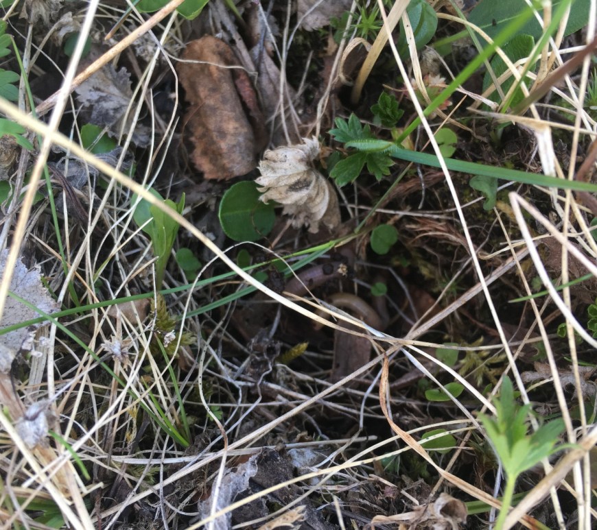 A last glimpse before they burrow themselves in. Goodbye little worms, go and geoengineer!