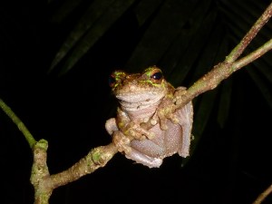 frog on a branch