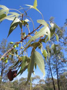 IMG_8140_Brachychiton populneus