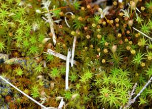 Keith Ewing Sphagnum Sphagnum, the start of peat, Deerpark (Magheraghanrush), Calry, Co. Leitrim