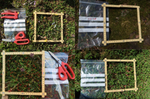 Examples of the vegetation in ridges (left) and snowbeds (right).