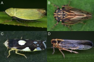 A few of the more abundant leafhopper species in our samples, feeding on different plant types. A) Verdanus abdominalis, a grass feeder. B) Anaceratagallia venosa, which mainly feeds on legumes, but also on some forbs. C) Eupteryx notata, a species feeding on forbs. D) Kelisia monoceros, a sedge feeder. Photo credit: Gernot Kunz.