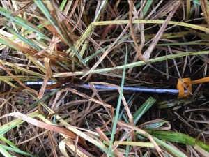 Uh, root litterbags hidden here!