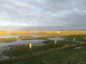 One of our field sites: a re-wetted coastal wetland at the Baltic sea.