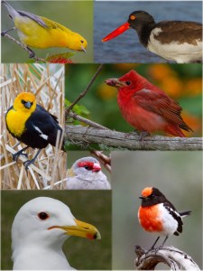 Koch-Hill - 00080 - graphical abstract