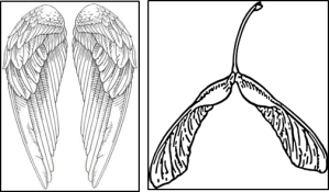 Adaptations for flight in animals and plants can be used to index dispersal capacity across species