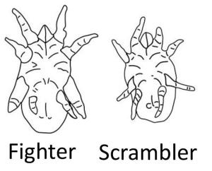The two alternative male phenotypes in the bulb mite Rhizoglyphus robini that are hypothesized to be associated with alternative mating strategies.
