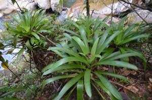 Tank bromeliads at El Verde Field Station, Puerto Rico
