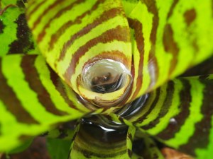 Rainwater-filled leaves of the bromeliad Vriesea splendens in French Guiana