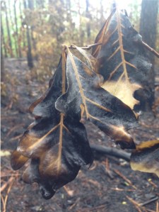 Refsland - 00327 - graphical abstract