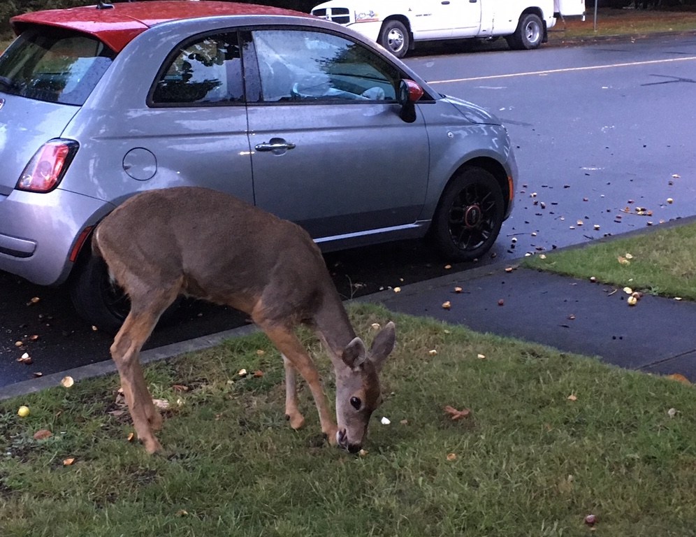Urban deer (Photo by Rana El-Sabaawi)