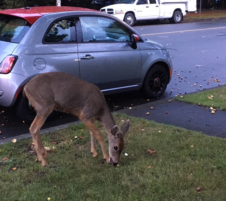 Urban deer (Photo by Rana El-Sabaawi)