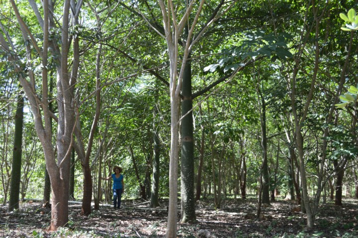 UADY experiment - Photo by Luis Abdala-Roberts