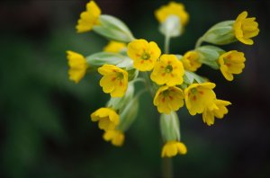 Cowslip (Magnus Hagdorn)