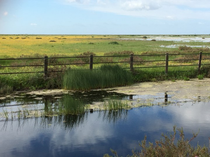 Annual grasslands in Doñana National Park (Spain). These ecosystems harbour an outstanding diversity of plants, insects (e.g. bees, beetles, ants, grasshoppers), and gastropods species with disparate trophic roles within communities.