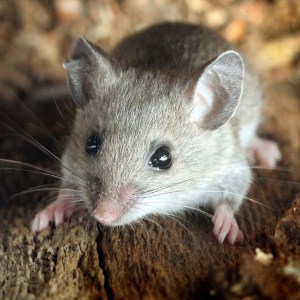 16750284119_d6b74cd518_b