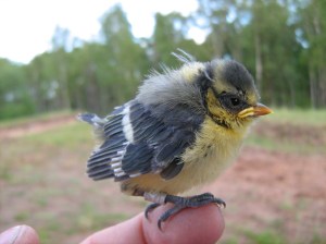 Blue tit nestling at two weeks of age.