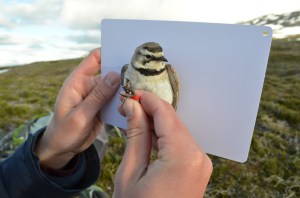 Female Horned Lark