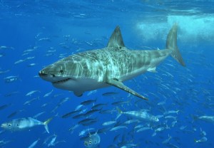 Great white shark at Isla Guadalupe, Mexico, August 2006. Shot with Nikon D70s in Ikelite housing, in natural light. Animal estimated at 11-12 feet (3.3 to 3.6 m) in length, age unknown (source Wikipedia Commons).