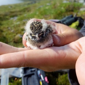 Seven day-old nestling