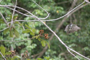 Grey kingbird carrying a fruit of Cupania americana