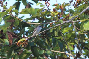Grey kingbird eating fruit of Cupania americana