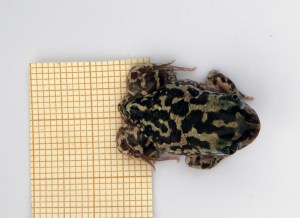 Zamora-Camach - 00069