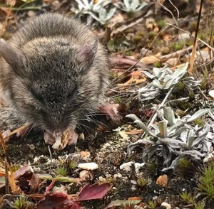 Deer mouse eating