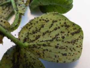 Aphids competing in the absence of enemies.