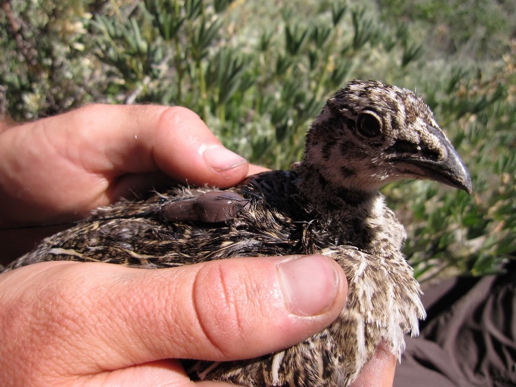 Gunnison sage-grouse with radio transmitter. Photo credit Dr. Amy Davis