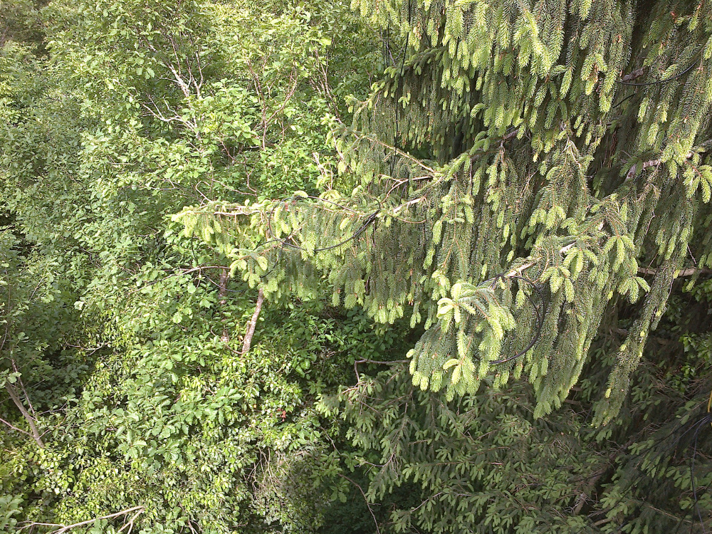 Mixed forest showing broadleaf and conifer trees