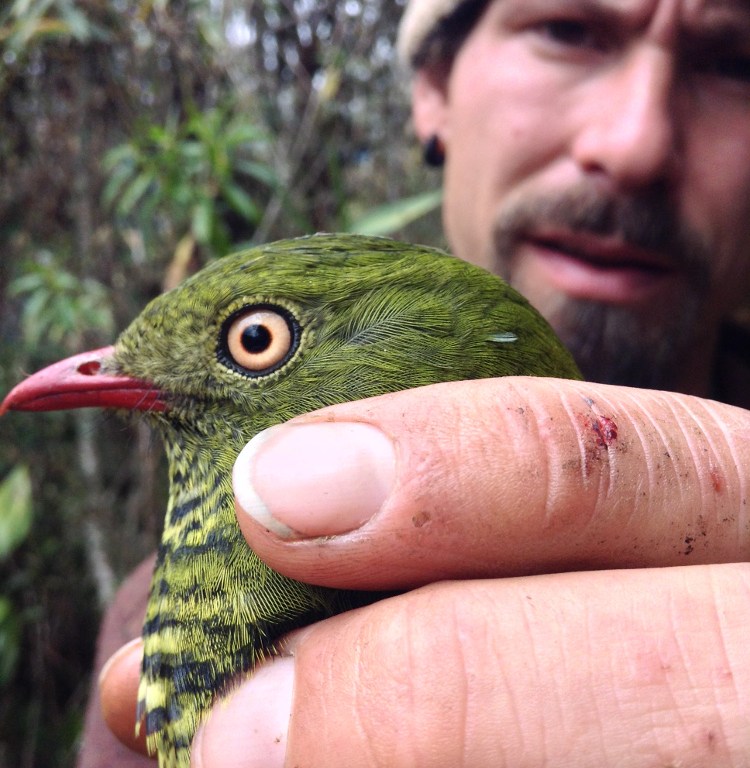 Micah Scholer with female Barred Fruiteater (Pipreola arcuata)