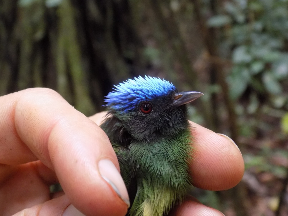 one of the lowland species from Pantiacolla used in the analysis, Blue-crowned Manakin (Lepidothrix coronata).