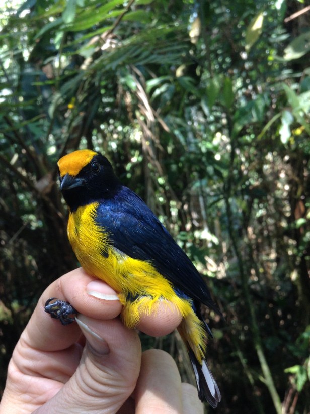 one of the San Pedro species included in the analysis, Orange-bellied Euphonia (Euphonia xanthogaster)