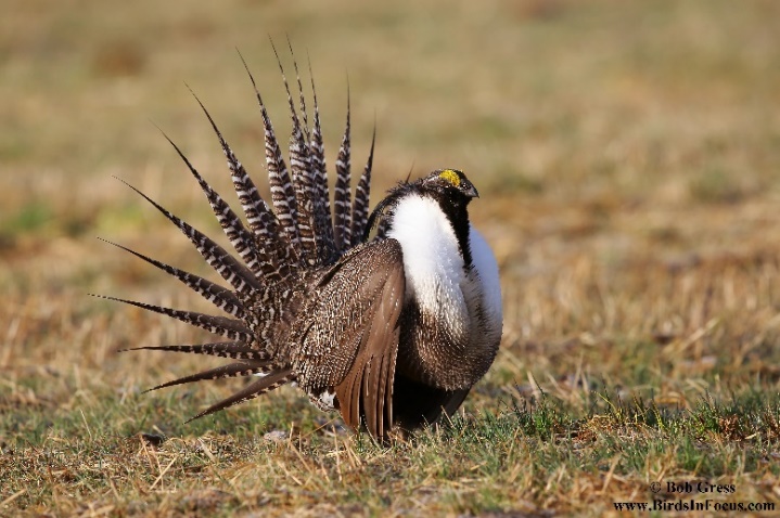 Sage Grouse. Photo credit Bob Gress
