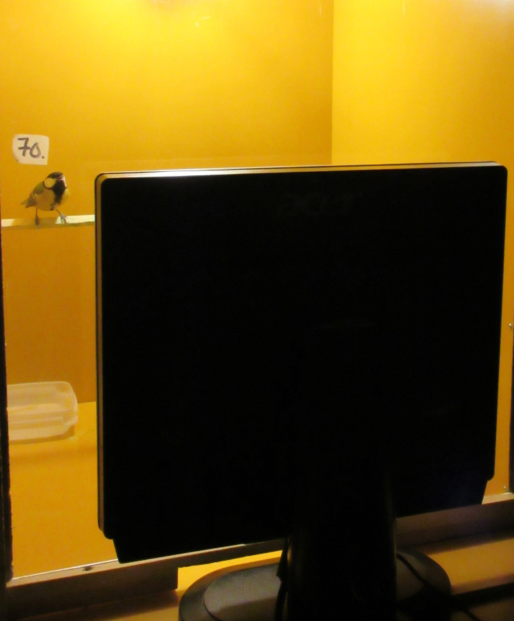 Great tit watching video playback