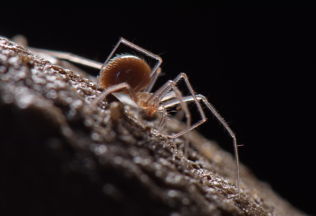 A cave-dwelling spider of the genus Troglohyphantes. Photo courtesy of Francesco Tomasinelli (http://www.isopoda.net/).
