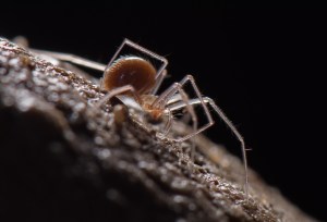 A cave-dwelling spider of the genus Troglohyphantes. Photo courtesy of Francesco Tomasinelli (http://www.isopoda.net/).