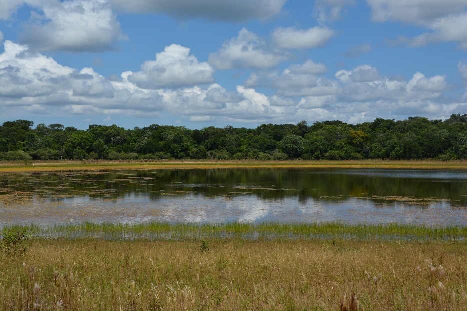 A pond within the Barranco Alto farm, located in the Nhecolândia region of Pantanal. Photo credit Larissa S.M. Sugai.