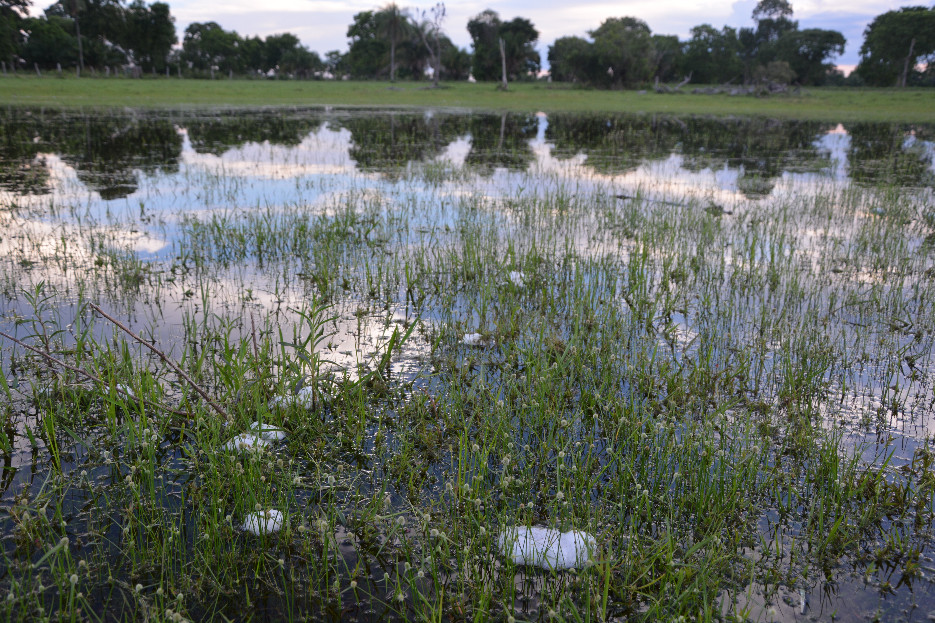 Anuran foam nests floating on a pond. Photo credit Larissa: S. M. Sugai