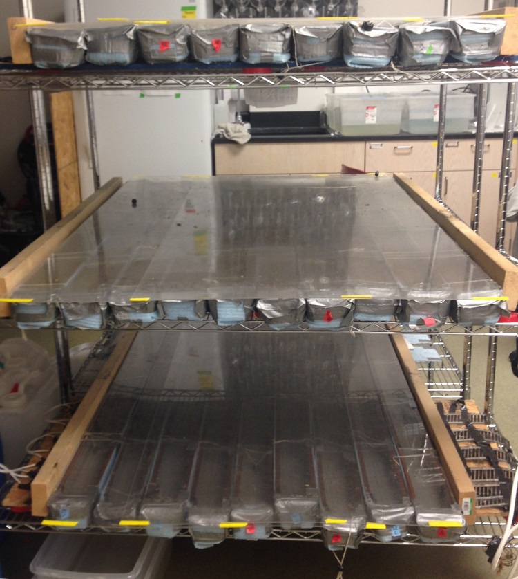 Dr. Sauer’s thermal gradient setup.