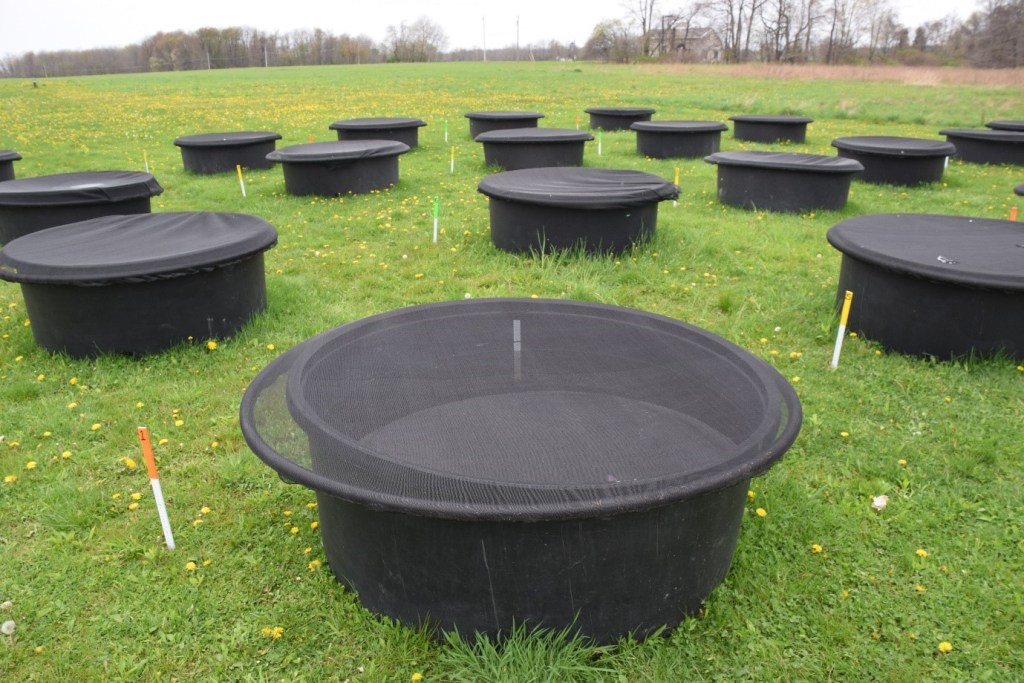 Mesocosm Setup. Photo by M. Ohmer

