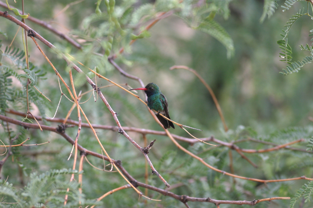 Hummingbird in a tree.