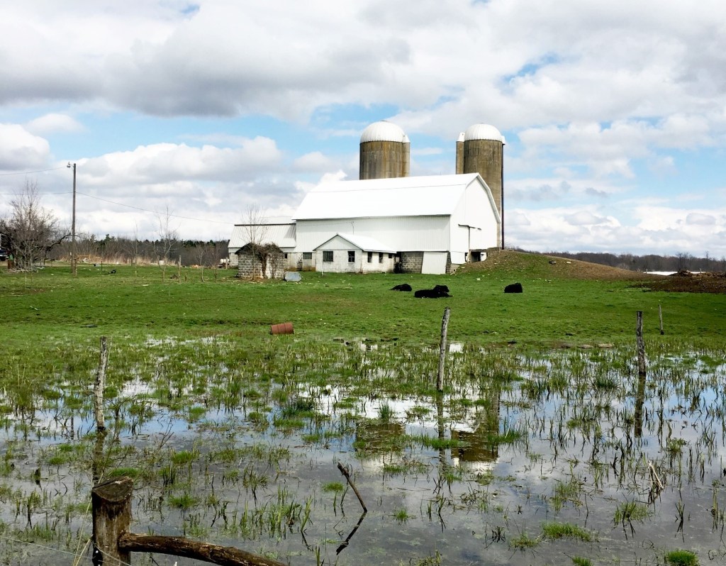Site of egg collection. Photo by L. Brannelly