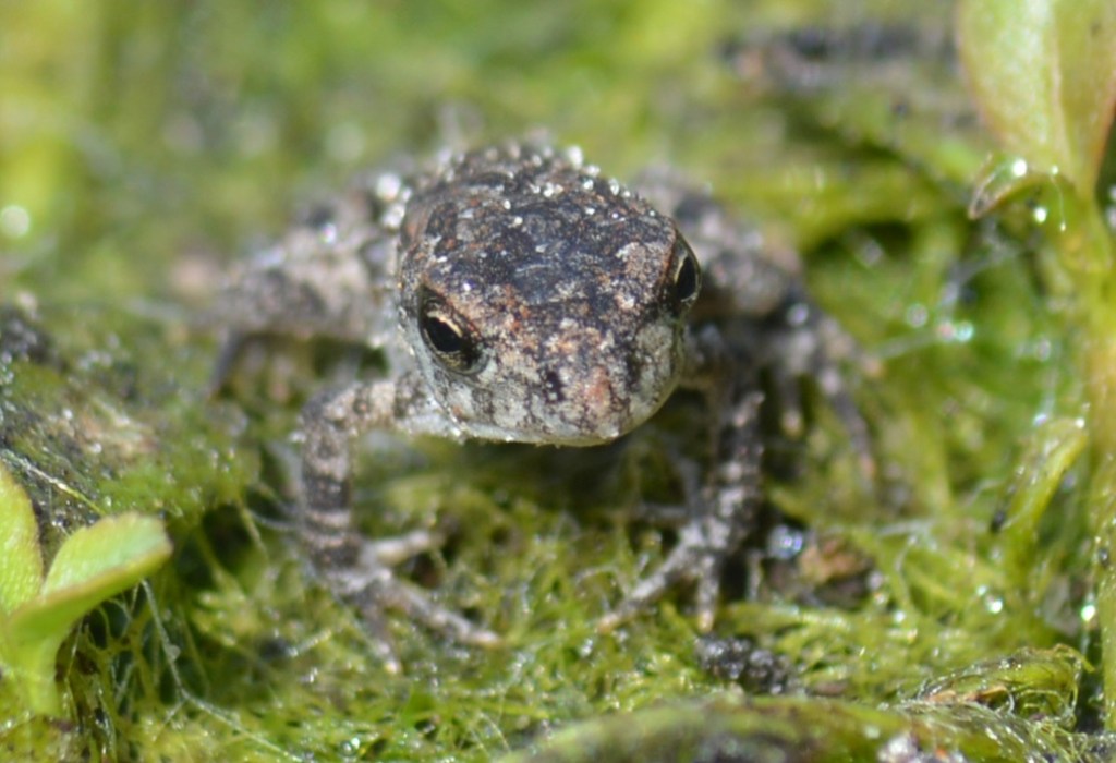 Southern toad in the green. Photo credit Jeremy Cohen