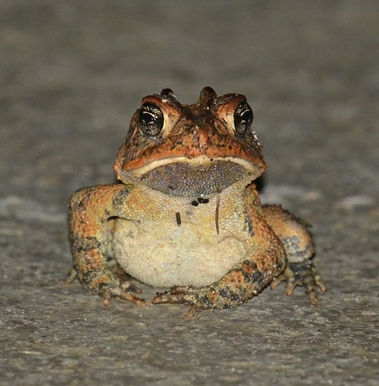 Southern toad. Photo credit: Jeremy Cohen
