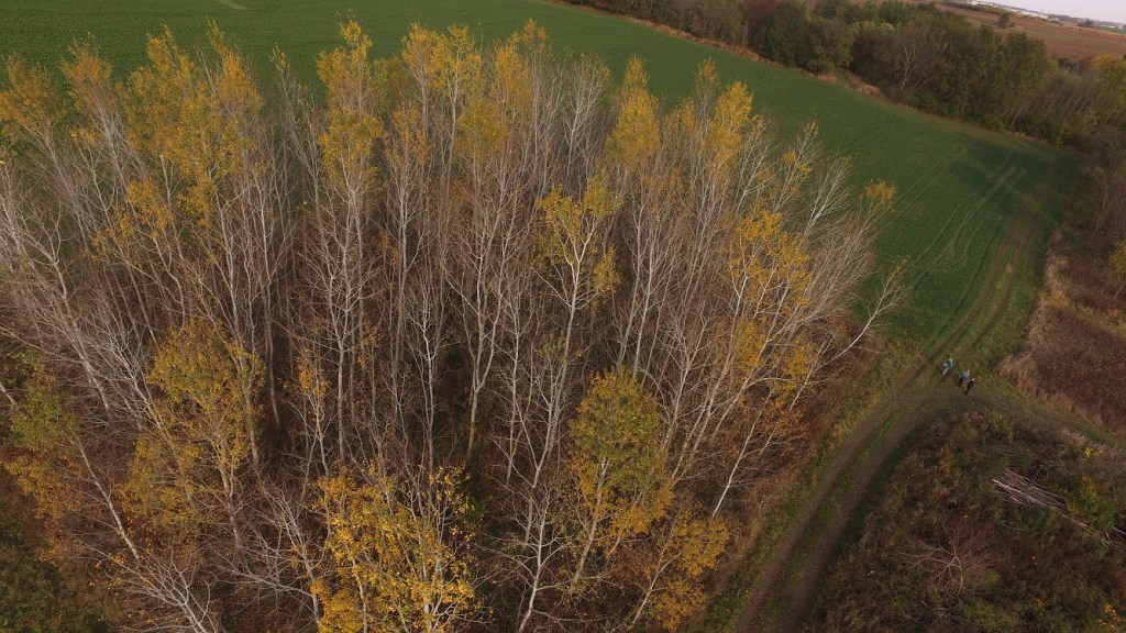 Common garden (photo credit: Chris Cole)