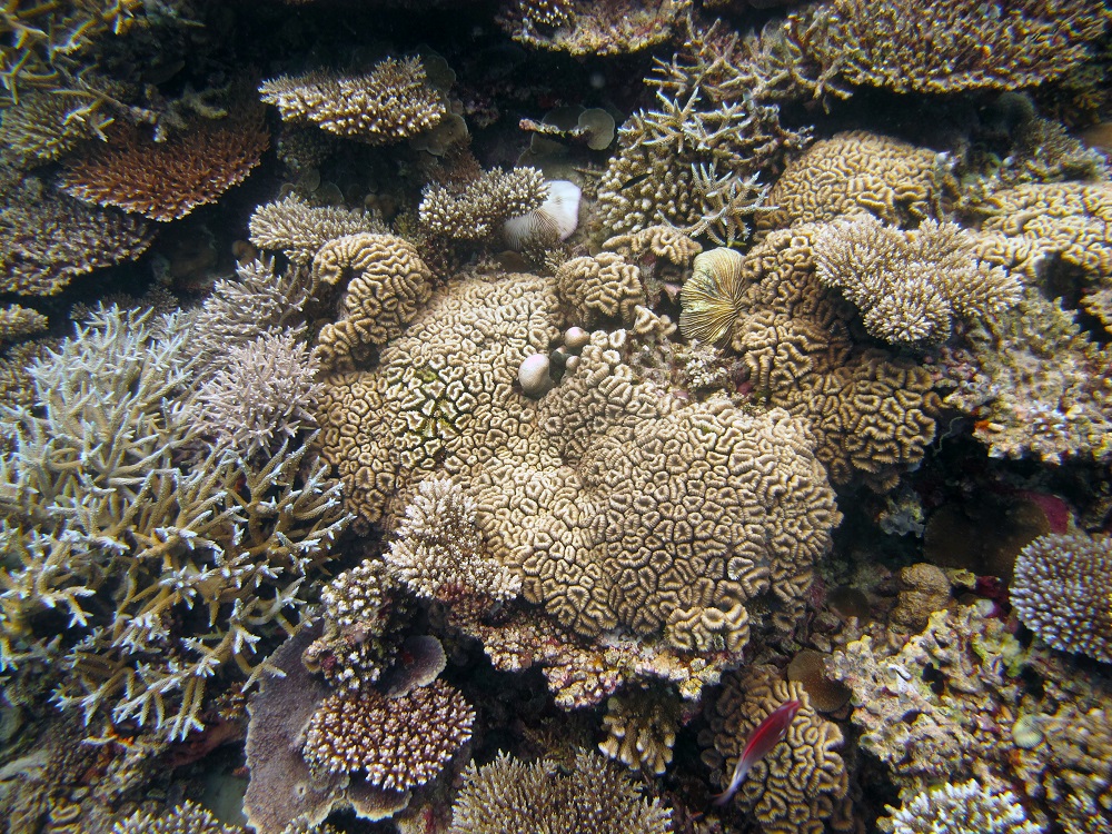 A diverse reef coral assemblage. Photo credit: Michael Fox